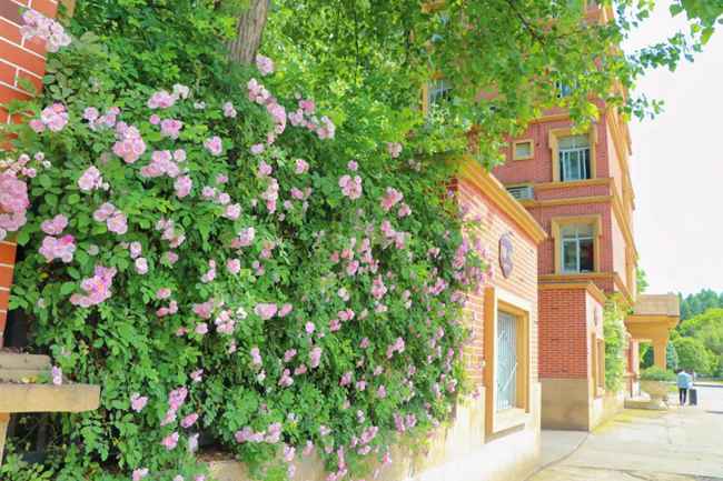 2026年四川科技職業學院中職部辦學優勢有哪些,學院優勢簡介