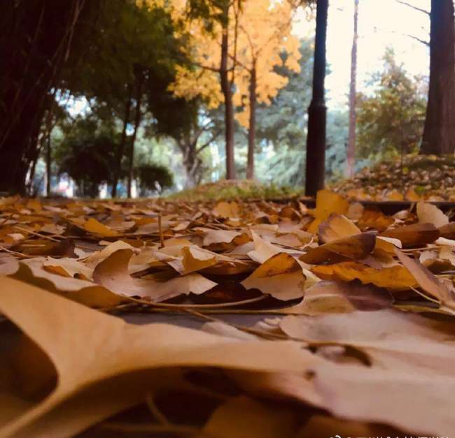 2026國防大學軍事文化學院招生簡章|報名指南|報名指南 招生專業及計