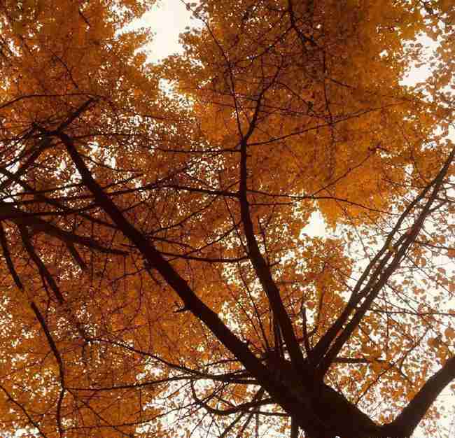 2026年陜西高考報(bào)名人數(shù)是多少